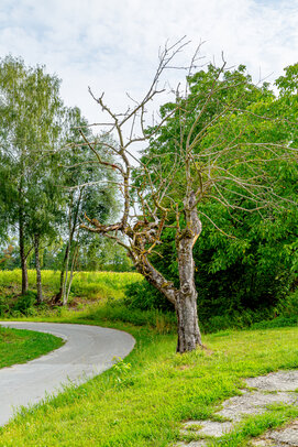Thumbnail: _JA 40696 abgestorbener Apfelbaum.jpg